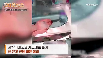 [30초뉴스] "고양이 버릇 고치려고"…세탁기에 넣고 돌린 20대 홍콩 여성