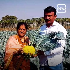 Maharashtra Farmer Grows Pink And Yellow Cauliflowers In 1 Acre Land