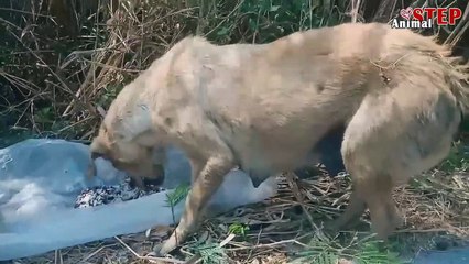 Stray Mother Dog Didn t Leave Her Lifeless Baby who got Hit by a Car