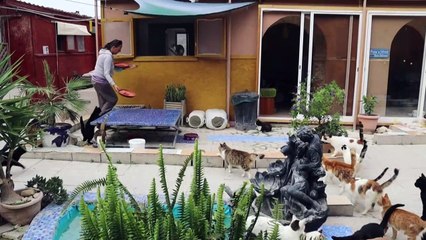 Wegen Corona: Katzen auf Zypern in Not