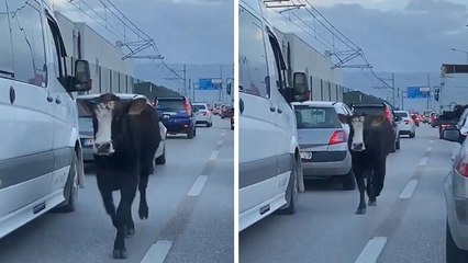 Bursa trafiğinde dana şoku...