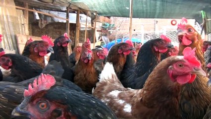 Dedesinin hediye ettiği civcivlerden 221 hayvanlık çiftliğe ulaştı