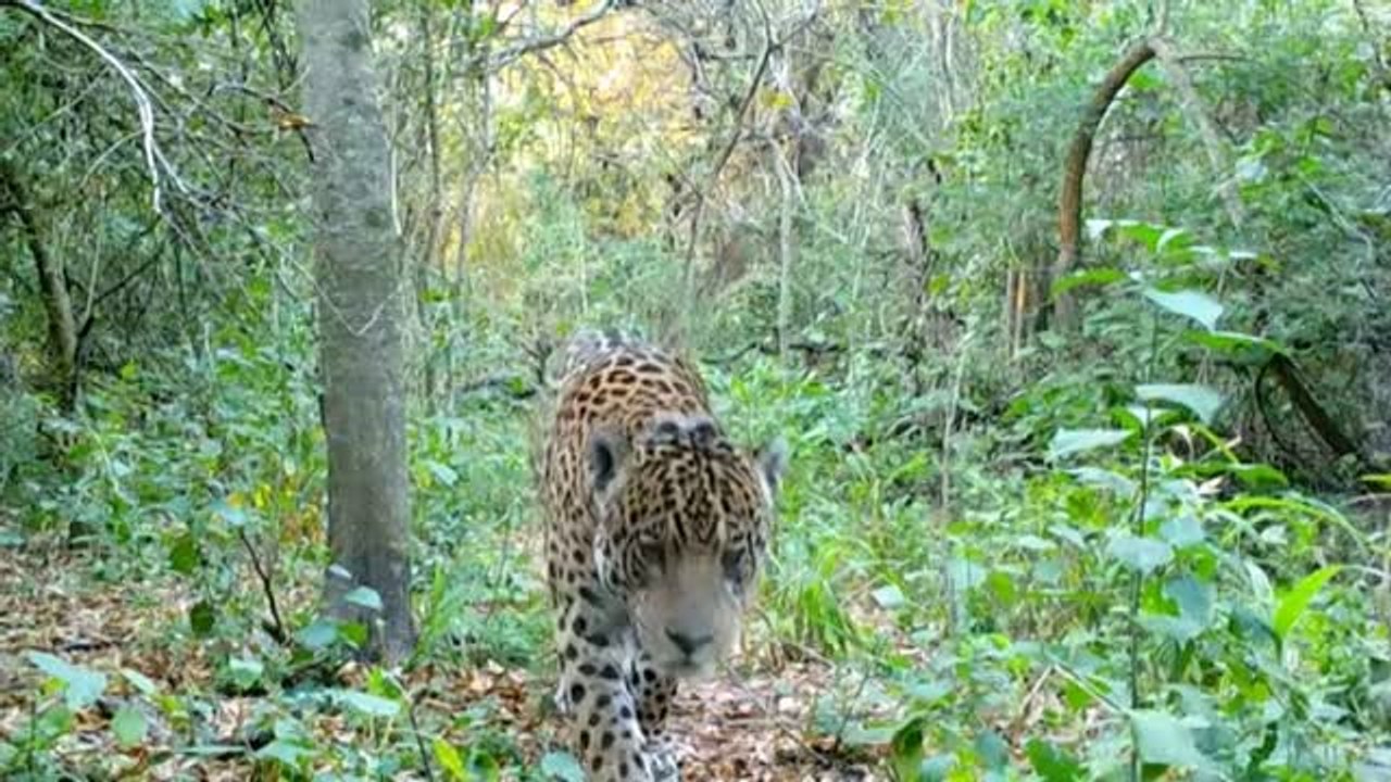 La historia de amor entre un jaguar macho salvaje y una hembra en cautividad