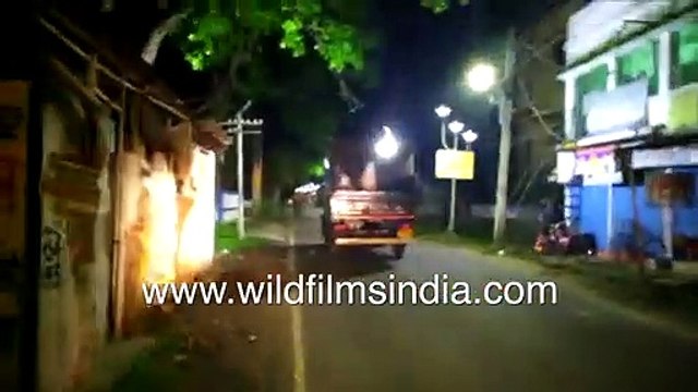 Indian Elephant herd storms paddy field in West Bengal - Elephants venture into human town