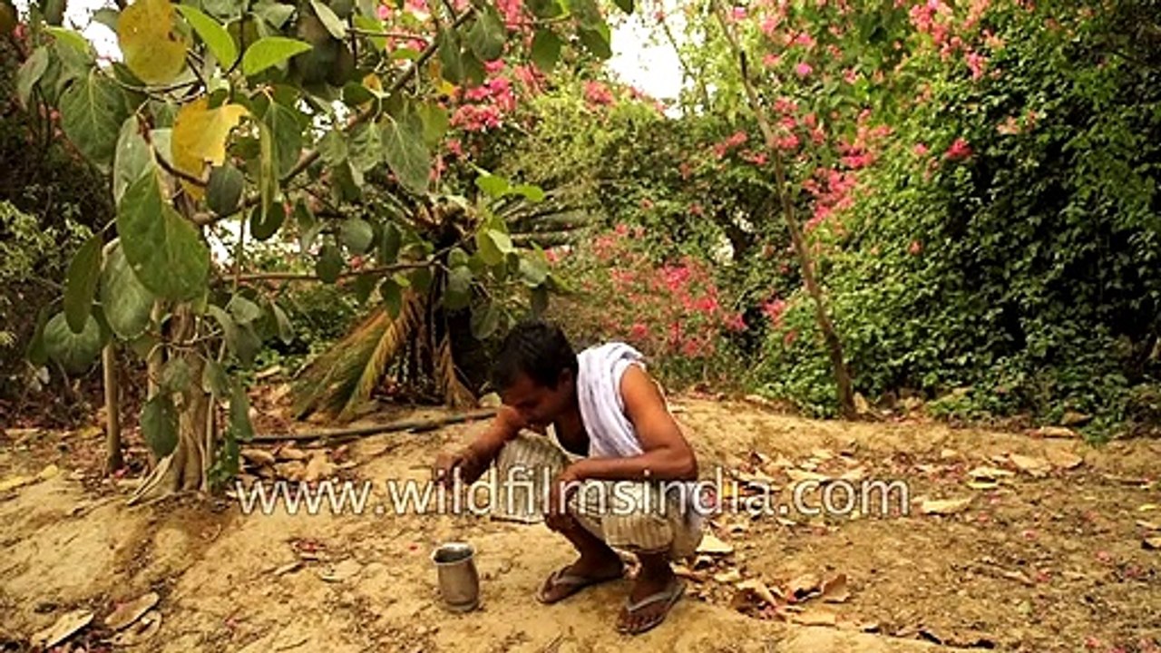 Indian villager uses Neem stem as Datun tooth-brush cum tooth paste, for astringent tooth cleaning