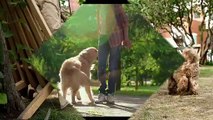 CATS AND DOGS Awesome Friendship - Funny Cat and Dog Vines COMBINATION