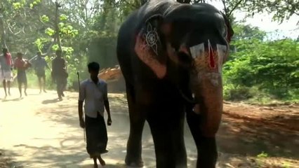 Más de una veintena de elefantas disfrutan de un retiro temporal en la India