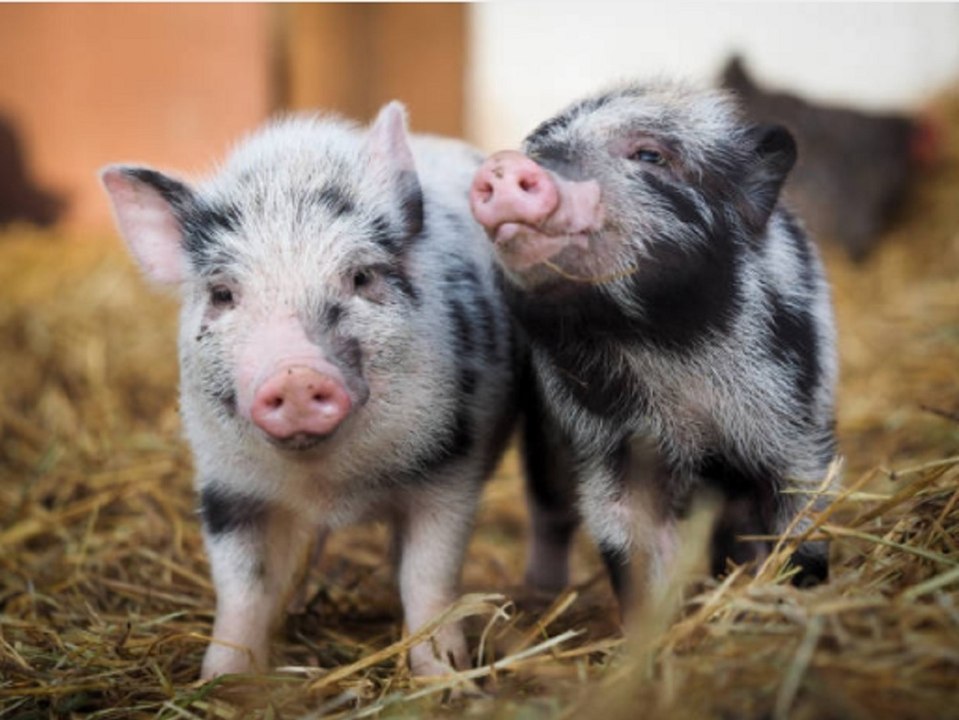 Süß und schlau: Schweine können Videospiele spielen