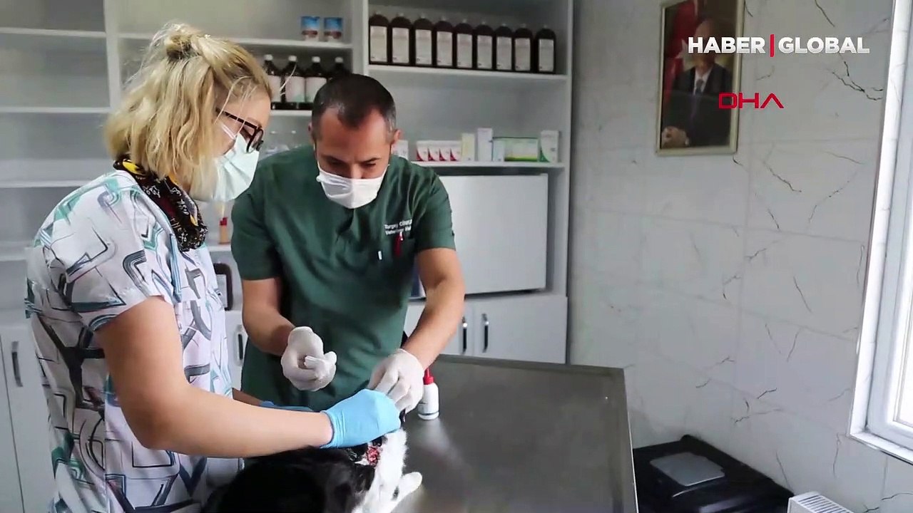 Sokak kedilerinde ölümcül ve bulaşıcı salgın tehlikesi: 10 günde öldürüyor