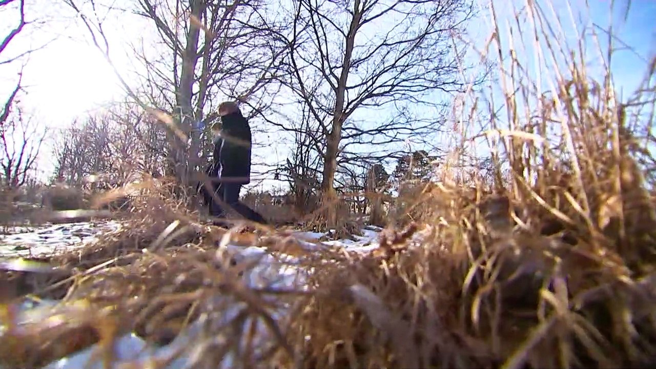 Wo wächst in Dänemark die 'wildeste Natur'?
