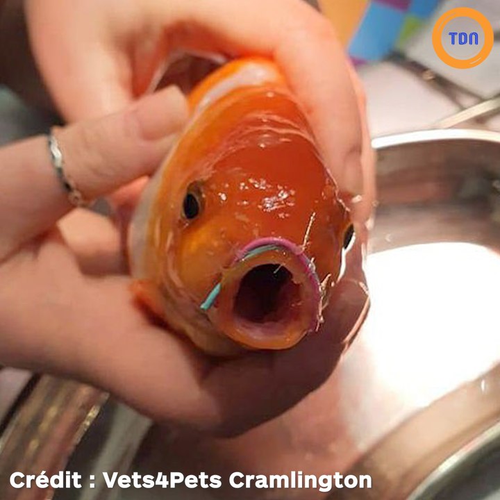 Un poisson rouge est anesthésié et opéré pour sauver un petit poisson-chat bloqué dans son estomac