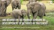 Une étude explique pourquoi les éléphants sont étonnamment résistants au cancer