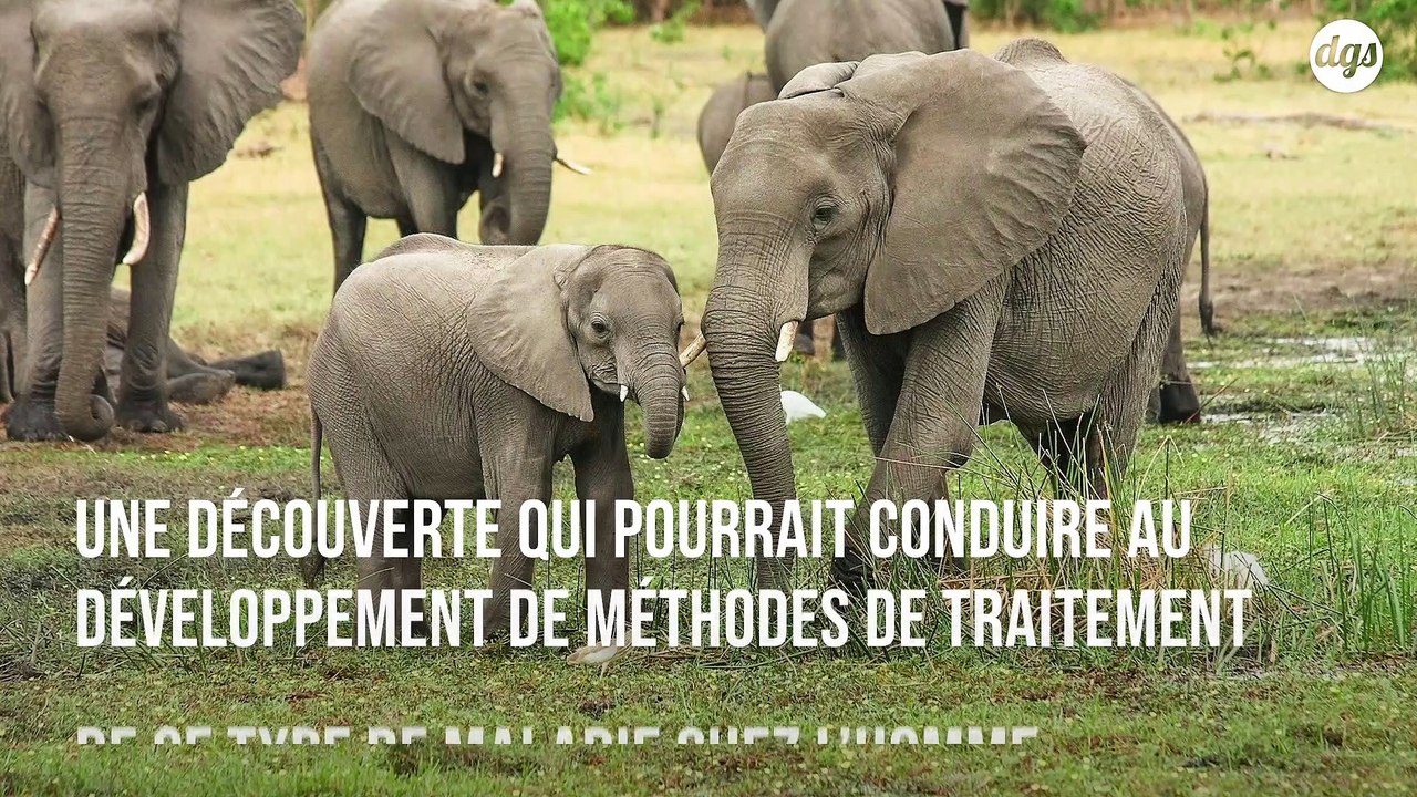 Une étude explique pourquoi les éléphants sont étonnamment résistants au cancer