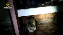 Intervenida una supuesta protectora más de 50 gatos hacinados