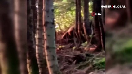 Korku dolu 'ayı kurtarma' operasyonu kamerada