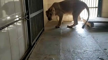 नाहरगढ़ बायो पार्क का बढ़ा कुनबा