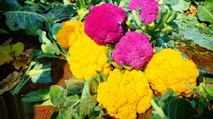 Nasik farmer successfully cultivates colored cauliflower