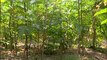 Chennai gets new Miyawaki forest spread over 3000 sq feet