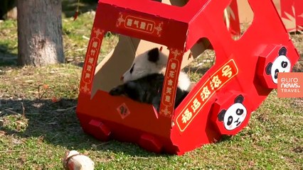 These baby pandas will make your Chinese New year