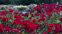 Saint-Valentin : le succès des roses d'exception de la famille Meilland