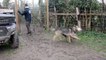 VIDEO. François Richard guide des chiens de traîneau à Échiré, dans les Deux-Sèvres