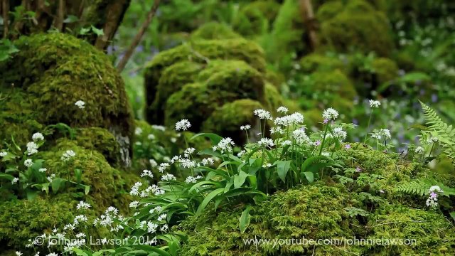 Relaxing Nature Sounds-Birdsong-Sound of Nature Relaxation-Birds Singing-Johnnie Lawson Meditation