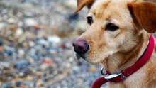 Una perrita fue rescatada del fondo de un pozo