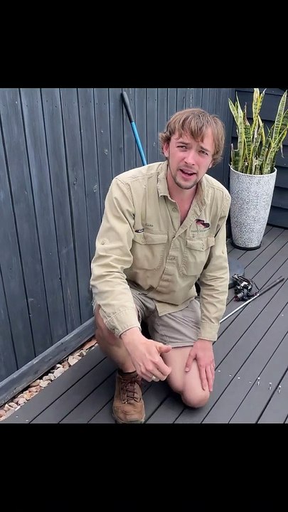 Regardez ce qu'il sort de sous cette terrasse... un beau python de plusieurs mètres