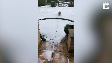 Ce chat met les pâtes toujours au même endroit... Précis