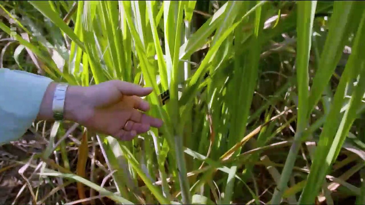 Les nouveaux guerriers des champs