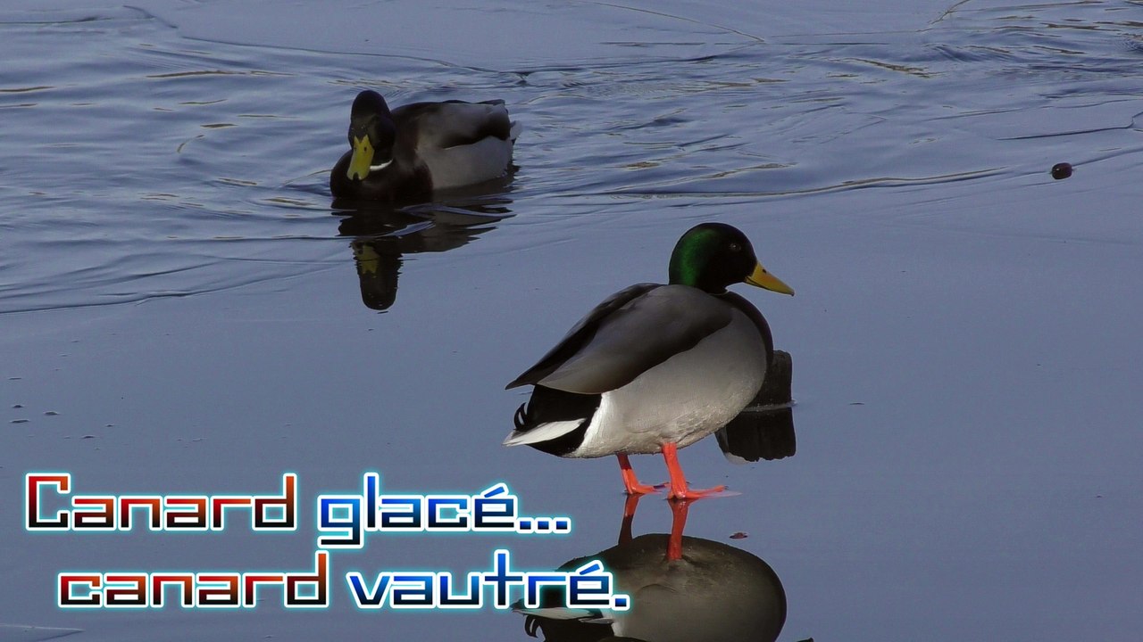 Canard glacé vautré