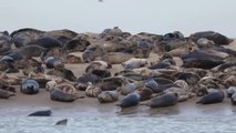 Cientos de focas regresan a la costa norte de Francia tras proteger el país a estos animales durante 40 años