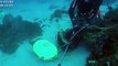 Amazing Catch Giant Lobsters Underwater - Big Octopus Hunting Skills in the sea - Catching fish