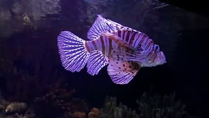 Very nice fish, professional photography