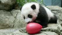 DC's baby panda Xiao Qi Ji turned 5 months old in January