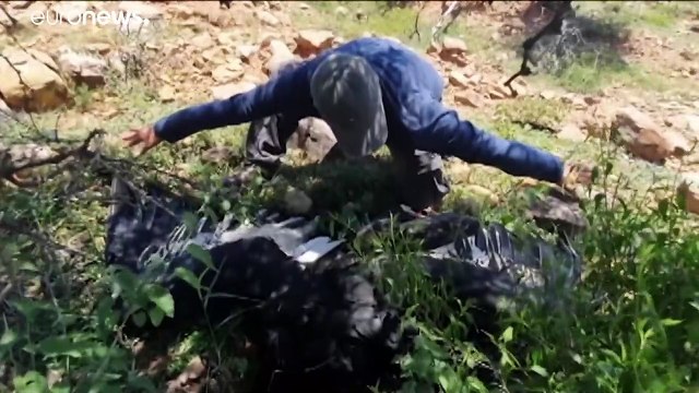 Cóndores envenenados en Bolivia: la muerte del mensajero del sol