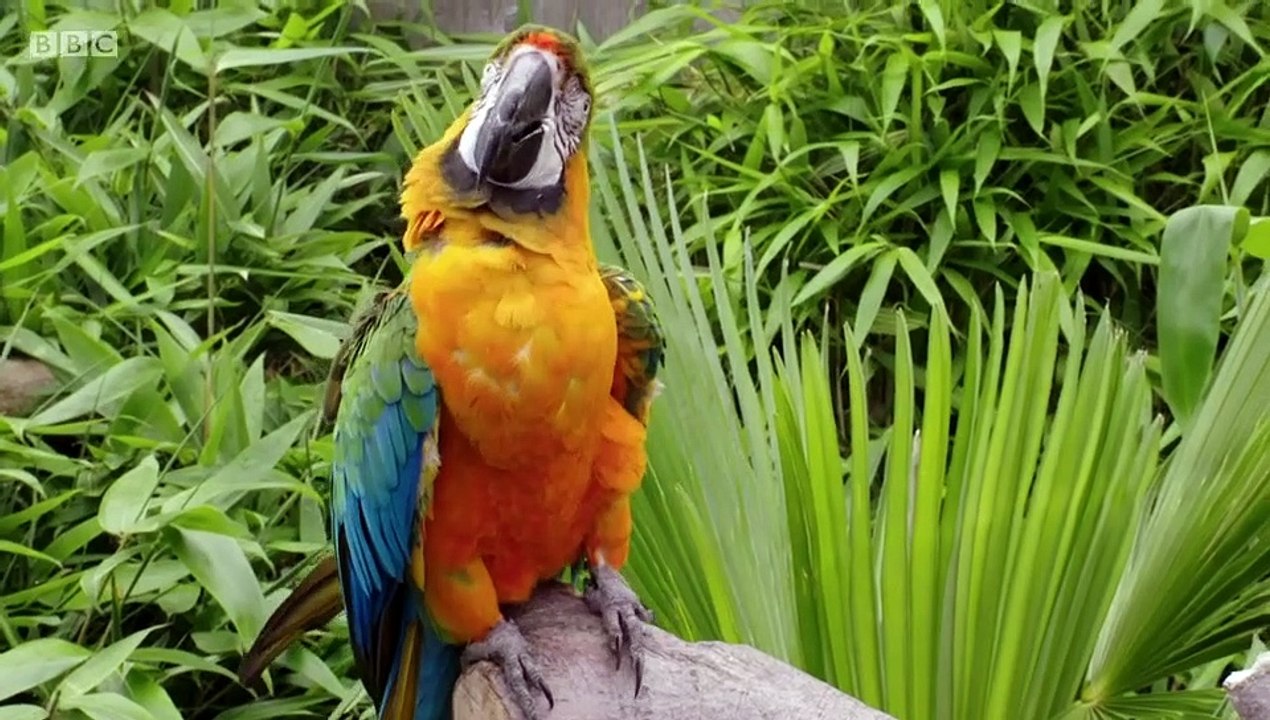 Animal Park Compilation Specials S01E15 (5 June 2020)