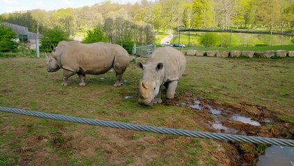 Animal Park Compilation Specials S01E17 (9 June 2020)