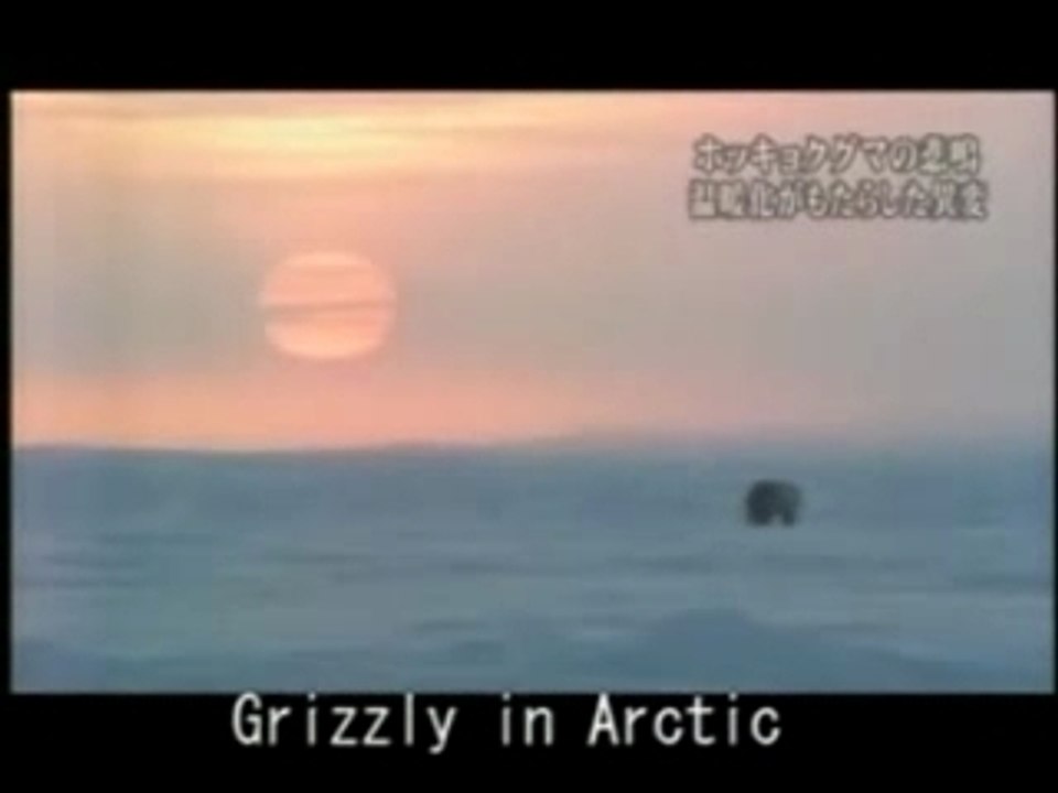 Eisbär vs Grizzly