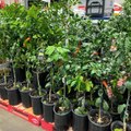 Costco Is Selling Huge Citrus Trees for Just $25.99