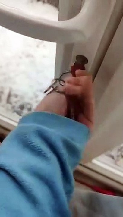 Une chienne découvre la neige