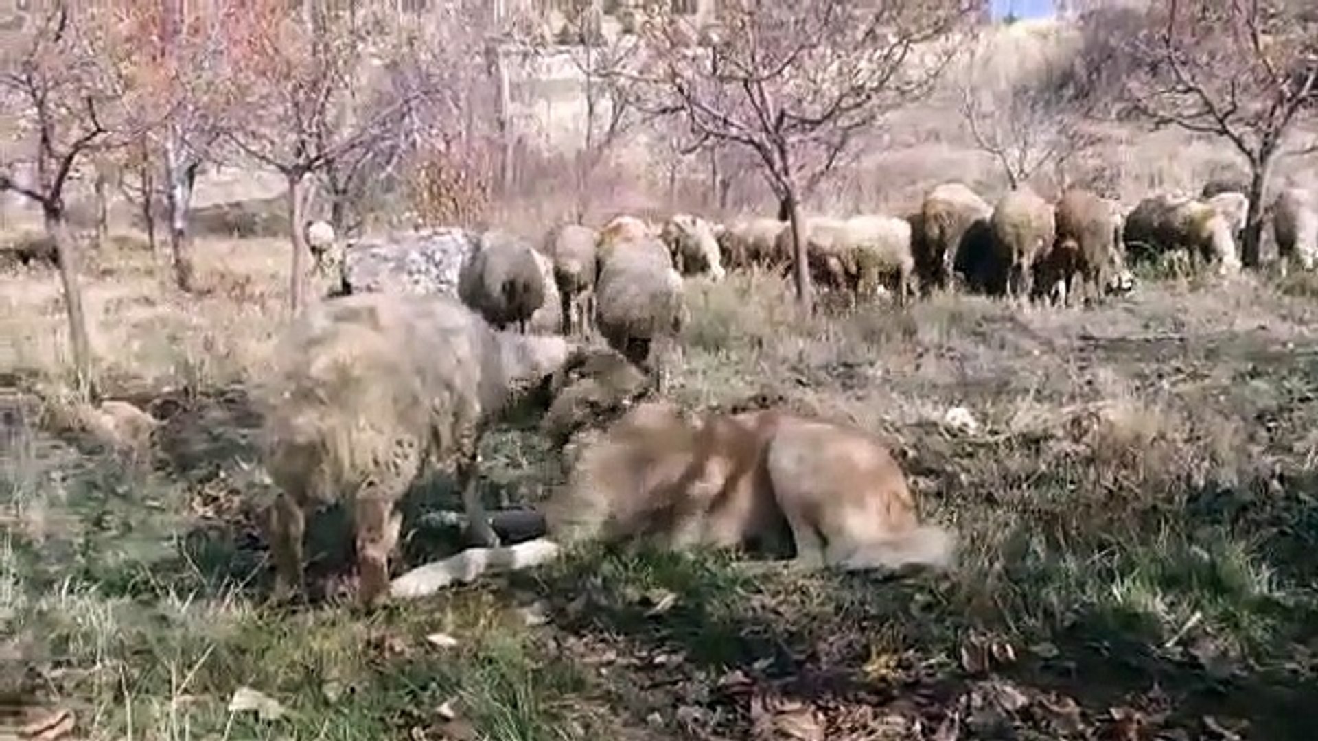 ⁣KOYUNLARIN BiTLERiNi TEMiZLEYEN ANADOLU KANGAL KOPEGi - KANGAL SHEPHERD DOG and SHEEP