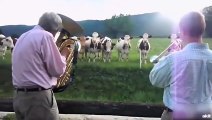 Jazz dinleyen inekler sosyal alemi salladı​