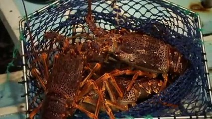 China trade bans slashes cost of popular product