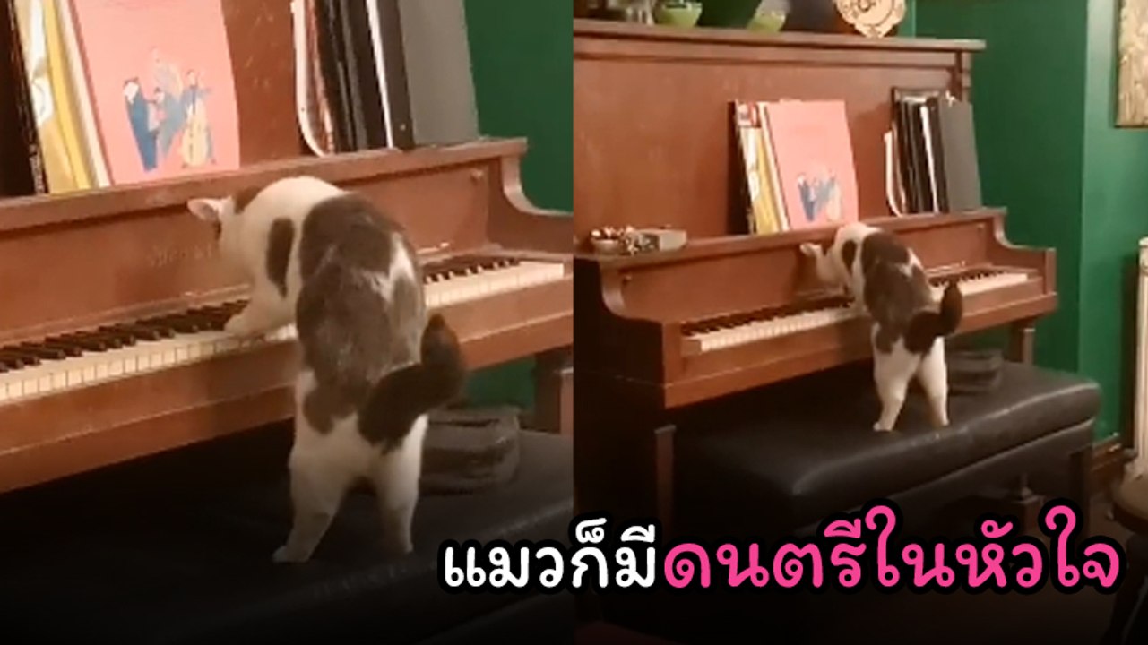 ไม่ธรรมดา ! เหมียวแอบโซโลเปียโน บอกเลยลีลาระดับมาสเตอร์พีซ