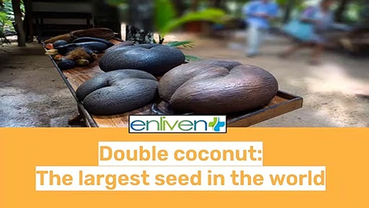 Double coconut: The largest seed in the world .