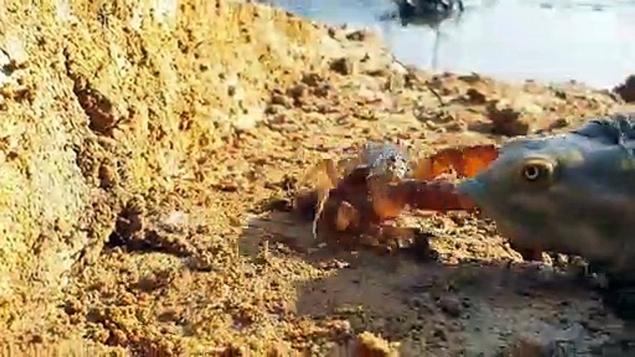 Unique Hunting Style _ Hungry Turtles Eating Crabs From Dry-Crab-Hole_ Best Nature's Video  | CreativeVilla.