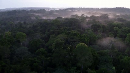 Trying to keep loggers out of Cameroon's Ebo Forest