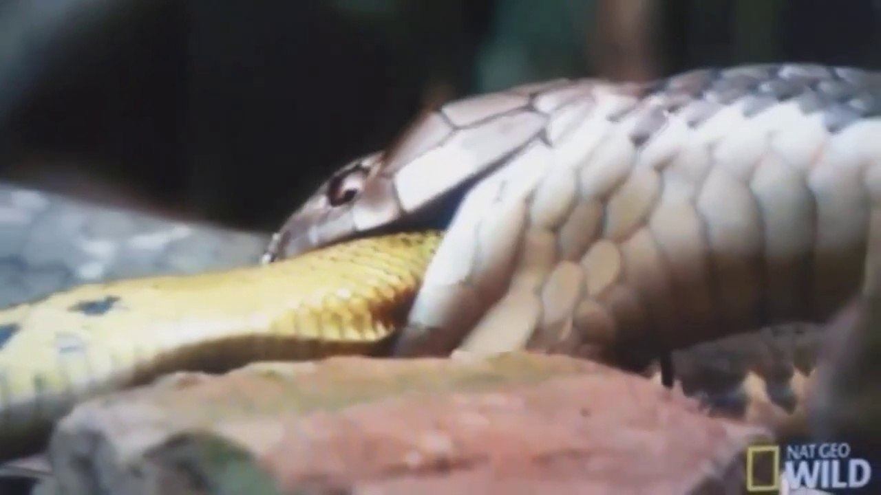 Cobra Naja real GIGANTE comendo outra Cobra Viva (Cobra vs Cobra - Snake hunting)_720P HD