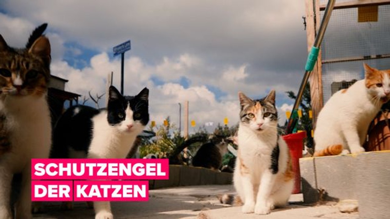 Die mutter der 800 katzen